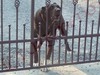 VIDEO - Filmati EFFICACIA CONTRO I LADRI dei miei cani da Pastore dell'Asia centrale